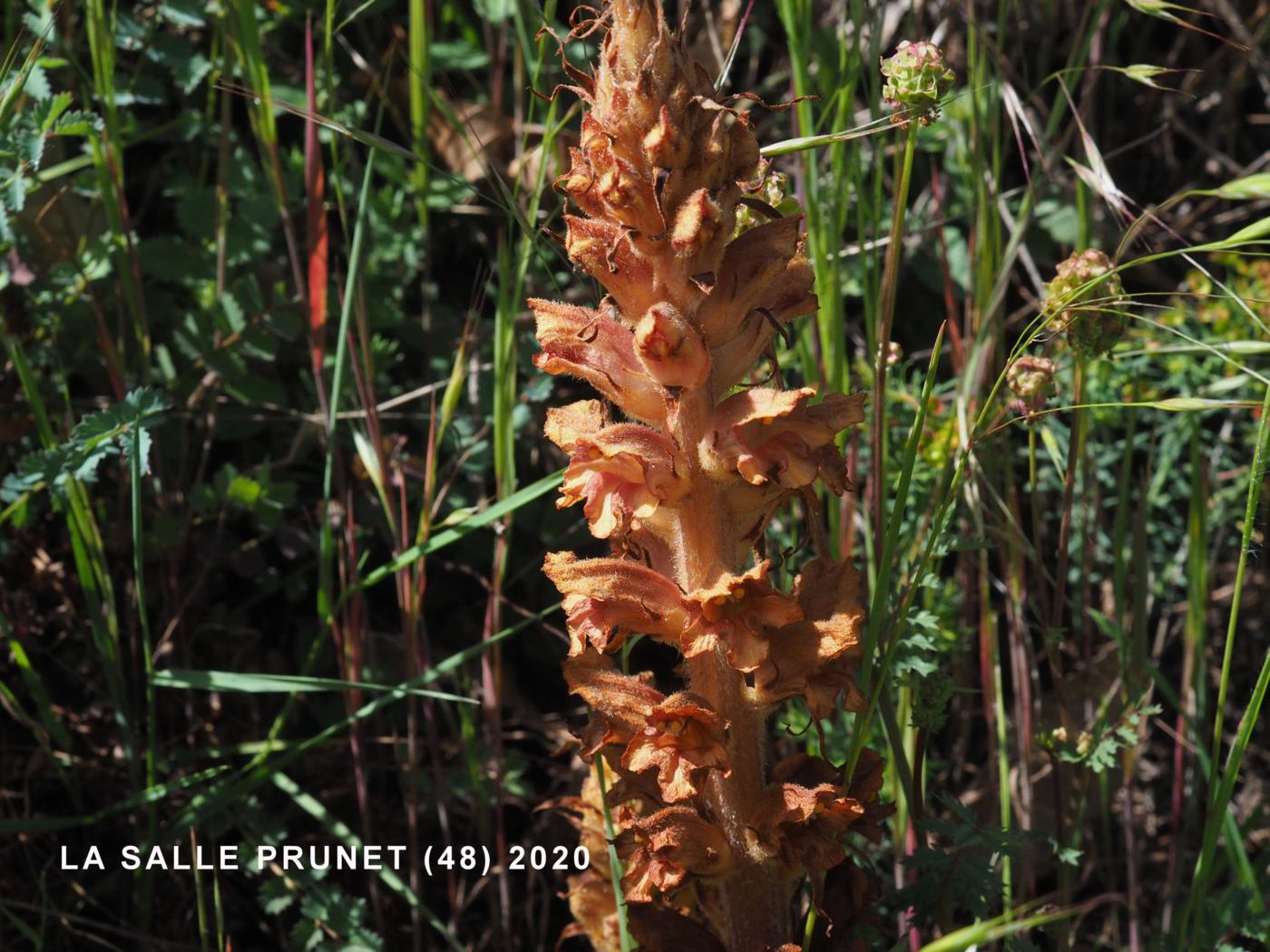 Broomrape, Greater fruit